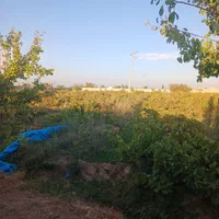 باغ انگور  ۸۵۰۰ متر چهاردیواری|فروش دفتر صنعتی، کشاورزی، تجاری|قزوین, |دیوار