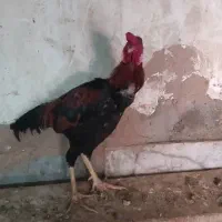 خروس|حیوانات مزرعه|اردکان, |دیوار