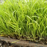 توم برنج هاشمی پرپشت کامل یکدست