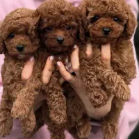 پودل و پامرانین