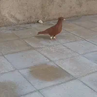 دمبی پر رنگ نر اشعل