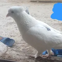 سفیدکاکلی نر