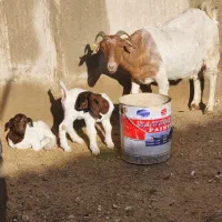 درودتان همراهان همیشگی