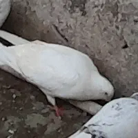 ی نر پاک‌سفید باخت دادم