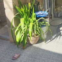 گلهای سانسوریا|گل و گیاه طبیعی|چابهار, |دیوار