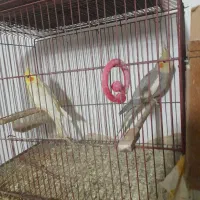 ۸ جفت با تخم و قفس و لوازم|پرنده|ساری, |دیوار