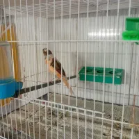 قناری ابلغ سرخ ماده سوپر