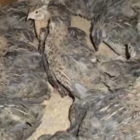 بلدر چین ۳۵ روزه زیر قیمت بازار
