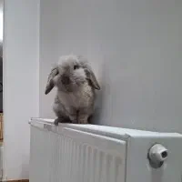 خرگوش مینی لوپ