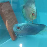 جفت دیسکس مولد|ماهی|اردبیل, |دیوار