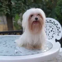 مالتیز اصیل با ضمانت|سگ|محمدشهر, محمدشهر|دیوار