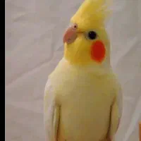 ۲عددعروس هلندی گمشده
