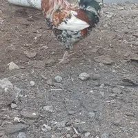 مرغ و خروس های محلی