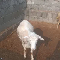 فروش گوسفند رومن رومانف با بره دوقلو وسه قلو|حیوانات مزرعه|کومله, |دیوار