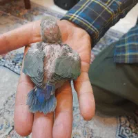 عروس هلندی.  طوطی برزیلی|پرنده|تهران, تهرانپارس شرقی|دیوار