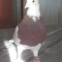 نر طوقی سرخ|پرنده|زاغه, |دیوار