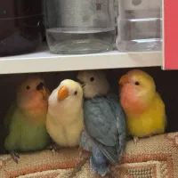 طوطی برزیلی