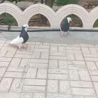 کبوتر طوقی سیاه