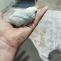 مرغ عشق نر دستی|پرنده|پاکدشت, پاکدشت (مامازند)|دیوار