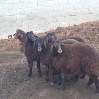 گوسفند، بره نر،،میش بز،