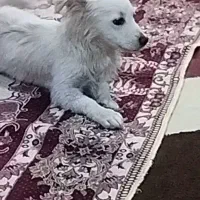 سگ اسپید زبازیگوش حرف گوش کن
