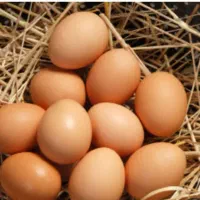 فروش انواع تخم مرغ محلی