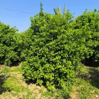 فروش باغ 1035 متری کوچه باغ مهستان|فروش زمین و ملک کلنگی|دزفول, |دیوار