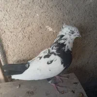 شادگان|پرنده|شادگان, |دیوار