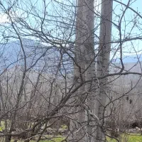 فروش درخت صنوبر