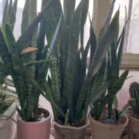 گل شاخه ای|گل و گیاه طبیعی|نیشابور, بنیاد شهید|دیوار