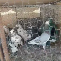 کفتر