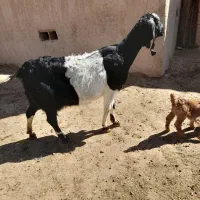 بز پاکستانی با بزغاله