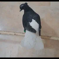 کبوتر رنگی|پرنده|ضیاء آباد, |دیوار