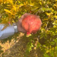 باغ فوق العاده با قیمت مناسب