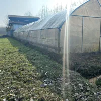 فروش گلخانه دست دوم|فروش دفتر صنعتی، کشاورزی، تجاری|صومعهسرا, |دیوار