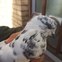 کفتر پرشی|پرنده|بافق, |دیوار