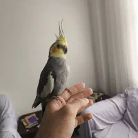 عروس هلندی دستی سخنگو|پرنده|اندیشه, اندیشه فاز ۱|دیوار