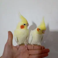 یه جفت عروس هلندی وبا دوتا جوجه|پرنده|اهر, |دیوار