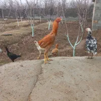 خروس لاری سر حال زرنگ