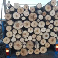 خریدار چوب و درختان