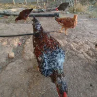 بوقلمون،اردک، جوجه خروس|حیوانات مزرعه|آبیک, |دیوار