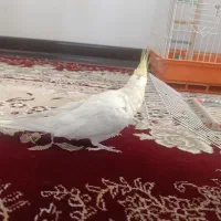 عروس هلندی لوتینو|پرنده|نجفآباد, شهرک بهاران|دیوار