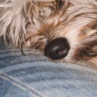 واگذاری رایگان|سگ|تهران, تهرانپارس غربی|دیوار