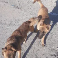 توله سگ مالینویز