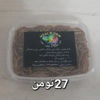 میلورم ممتاز خشک و زنده|خزنده|بیرجند, |دیوار