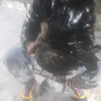 لاری خروس ۳ ماه بشرط|حیوانات مزرعه|پاکدشت, پارچین|دیوار