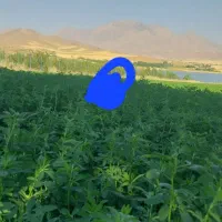 بذر یونجه