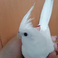 عروس هلندی تازه دونخور سرلاکی و