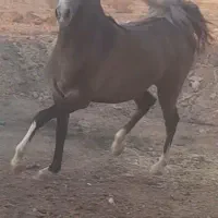 گمشده|حیوانات|الیگودرز, |دیوار