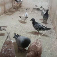 چند عدد کفتر